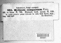 Hydnellum compactum image
